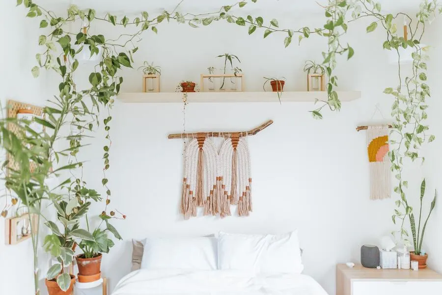 plante-chambre