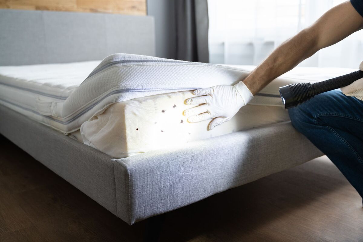 comment-savoir-si-jai-des-punaises-de-lit-chez-moi